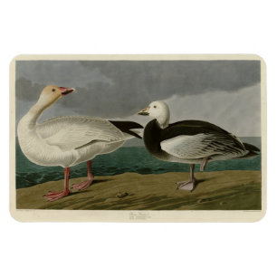 Sneeuwgans uit de Amerikaanse vogels van Audubon Magneet