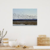 Sneeuwganzen die opstijgen bij Squaw Creek Refuge  Poster (Keuken)