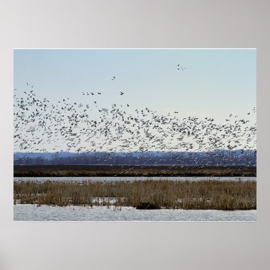 Sneeuwganzen die opstijgen bij Squaw Creek Refuge  Poster (Voorkant)