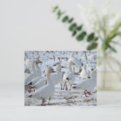 Sneeuwganzen op Cornfield (Winter) Briefkaart (Staand voorkant)