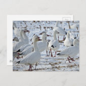 Sneeuwganzen op Cornfield (Winter) Briefkaart (Voorkant / Achterkant)