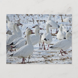 Sneeuwganzen op Cornfield (Winter) Briefkaart