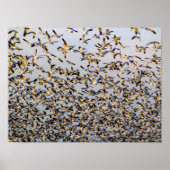 Sneeuwganzen op de berg Vernon Poster (Voorkant)