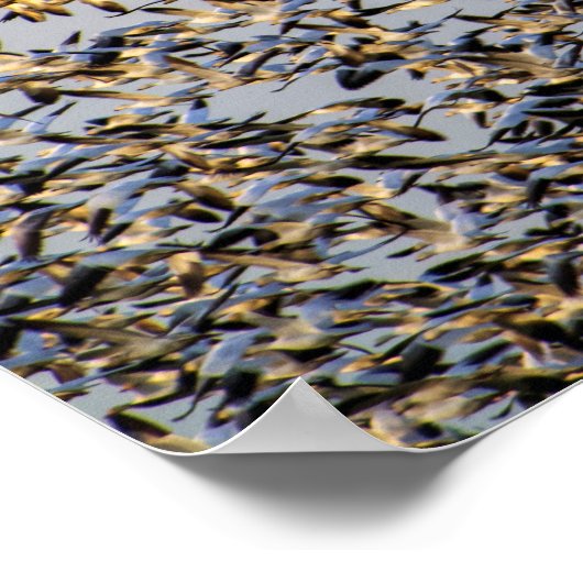 Sneeuwganzen op de berg Vernon Poster (Hoek)