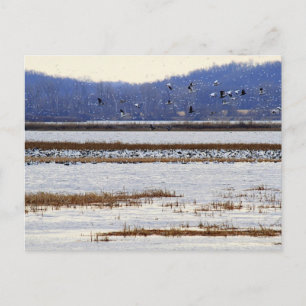 Sneeuwganzen op Sunrise, Squaw Creek Refuge Briefk Briefkaart