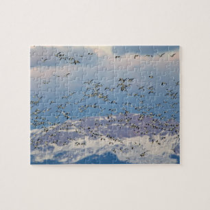 Sneeuwganzen tijdens de voorjaarstrek legpuzzel