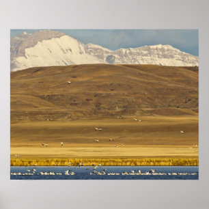 Sneeuwganzen tijdens lentemigratie poster