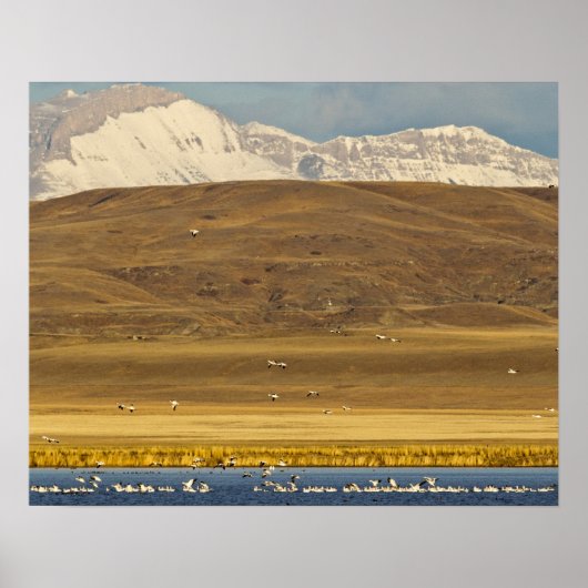 Sneeuwganzen tijdens lentemigratie poster (Voorkant)