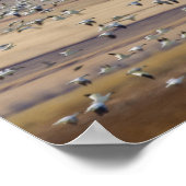 Sneeuwganzen tijdens lentemigratie poster (Hoek)