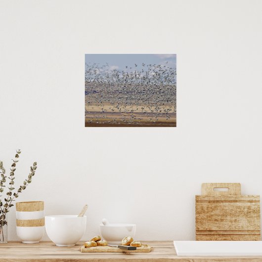 Sneeuwganzen tijdens lentemigratie poster (Keuken)
