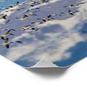 Sneeuwganzen tijdens lentemigratie poster (Hoek)