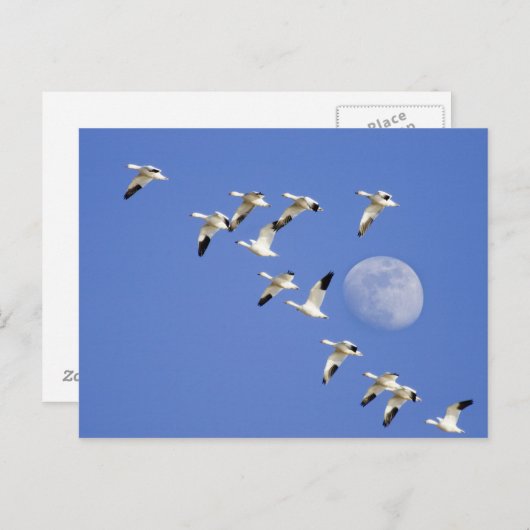 Sneeuwganzen vliegen op het NWR-meer van Freezeout Briefkaart (Voorkant / Achterkant)