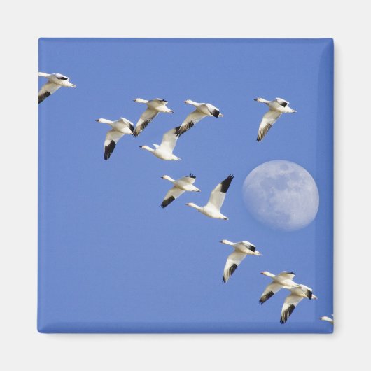 Sneeuwganzen vliegen op het NWR-meer van Freezeout Magneet (Voorkant)