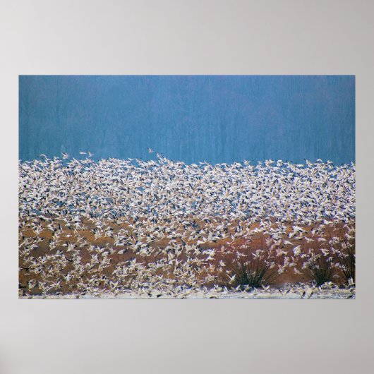 Sneeuwganzen vliegen! poster (Voorkant)