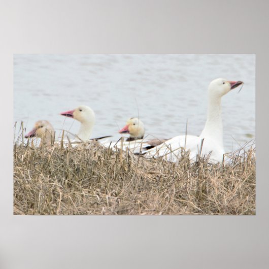 SneeuwganzenPoster Poster (Voorkant)