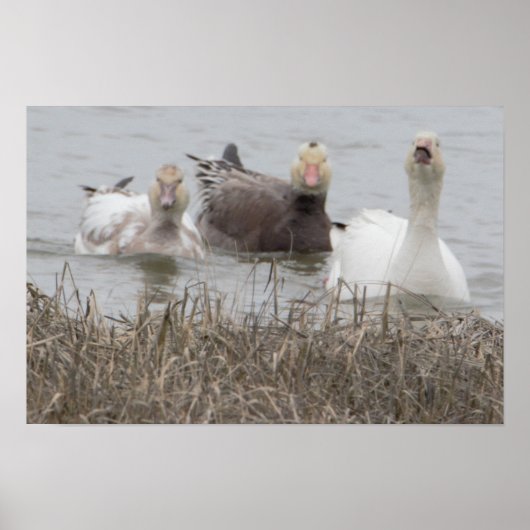 SneeuwganzenPoster Poster (Voorkant)