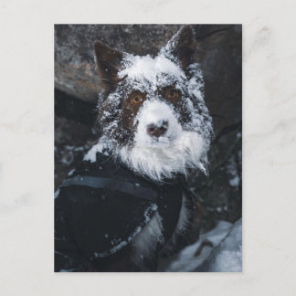 Sneeuwgezicht Rode Border Collie in Winterjas Briefkaart