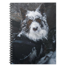 Sneeuwgezicht Rode Border Collie in Winterjas