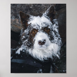 Sneeuwgezicht Rode Border Collie in Winterjas Poster