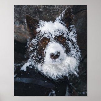 Sneeuwgezicht Rode Border Collie in Winterjas Poster