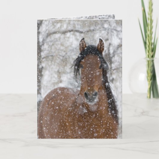 Sneeuwhengst wenskaart (Voorkant)