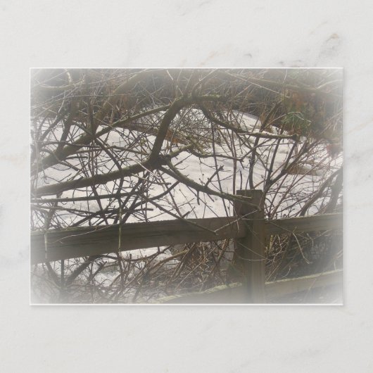 Sneeuwige Bossen Briefkaart (Voorkant)