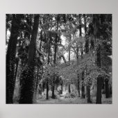 Sneeuwige Bossen Poster (Voorkant)