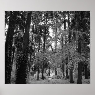 Sneeuwige Bossen Poster