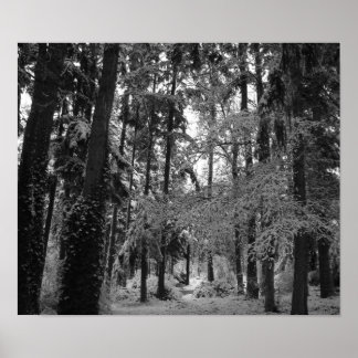 Sneeuwige Bossen Poster