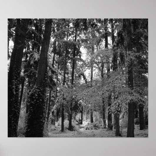 Sneeuwige Bossen Poster (Voorkant)