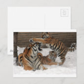 Sneeuwigers Briefkaart (Voorkant / Achterkant)