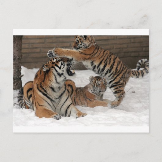 Sneeuwigers Briefkaart (Voorkant)