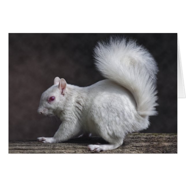 Sneeuwkaart (Voorkant Horizontaal)