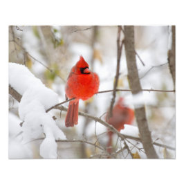 Sneeuwkardinaal Foto Afdruk