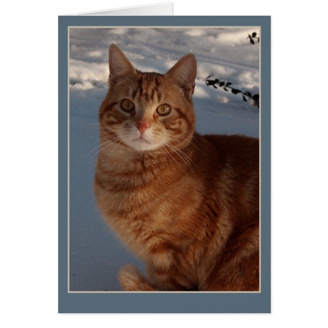 Sneeuwkat (Voorkant)