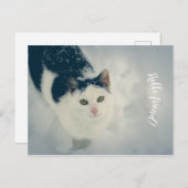 sneeuwkat briefkaart (Voorkant / Achterkant)