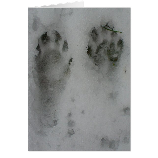 Sneeuwkever (Voorkant)