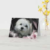 Sneeuwklokje de Maltese Kaart van de Verjaardag (Gele Bloem)