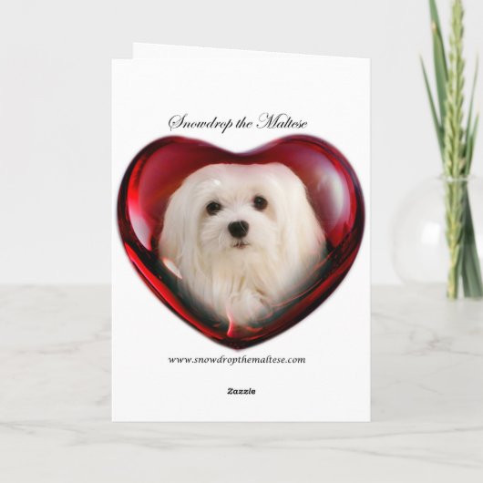 Sneeuwklokje de Maltese kerst Kaart (Achterkant)