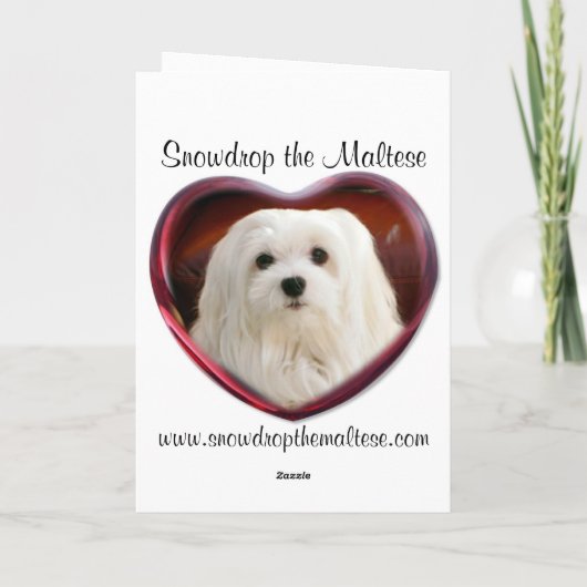 Sneeuwklokje de Maltese kerst Kaart (Achterkant)