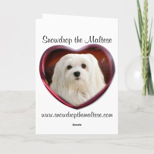 Sneeuwklokje de Maltese kerst Kaart (Achterkant)