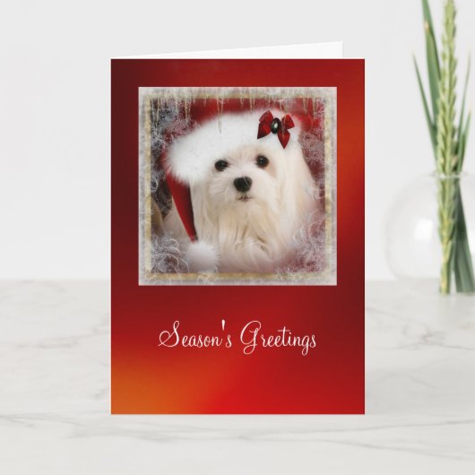 Sneeuwklokje de Maltese kerst Kaart (Voorkant)