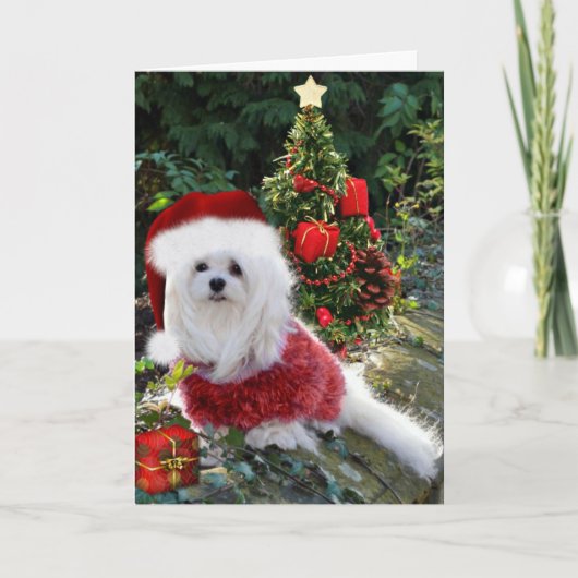 Sneeuwklokje de Maltese kerst Kaart (Voorkant)