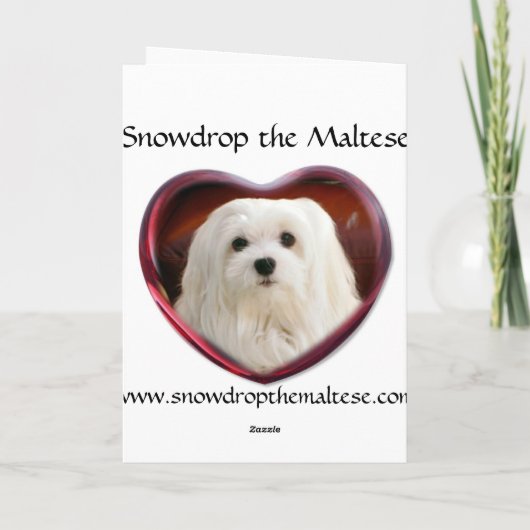 Sneeuwklokje de Maltese kerst Kaart (Achterkant)