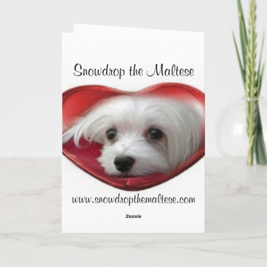 Sneeuwklokje de Maltese Kerstkaart Feestdagen Kaart (Achterkant)