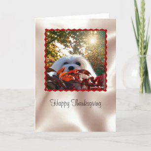 Sneeuwklokje de Maltese Thanksgiving Kaart