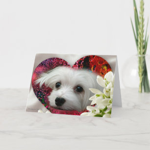 Sneeuwklokje het Maltese Lege Wenskaart Kaart