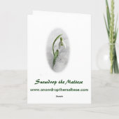 Sneeuwklokje het Maltese Wenskaart Kaart (Achterkant)