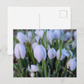 Sneeuwklokjes briefkaart (Voorkant / Achterkant)