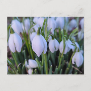 Sneeuwklokjes briefkaart